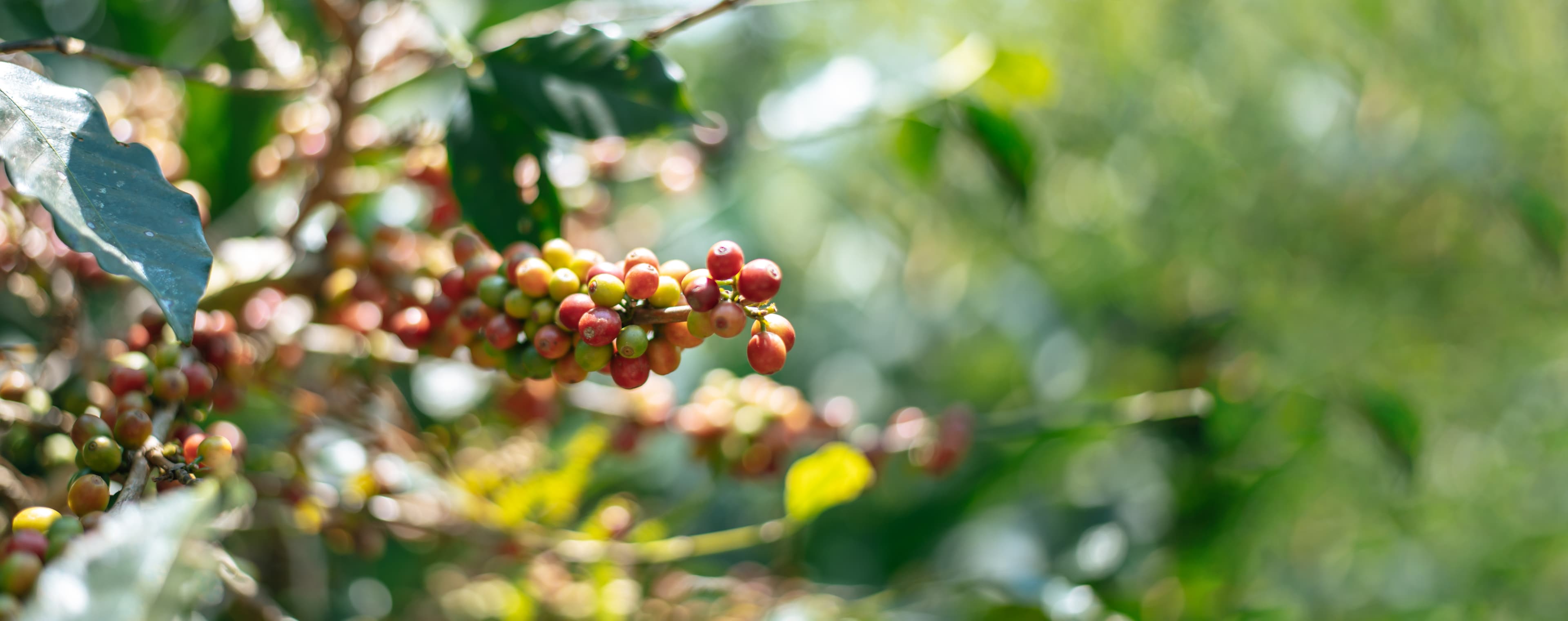 Coffee beans background